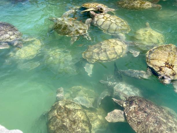 istock Cayman Island - Gerorge Town - Turtle 1419245546