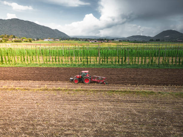 istock Tractor plows the harvested corn field in cloudy weather 1419245580
