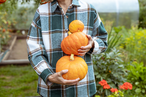 Farmer woman holding pumpkins. Fresh organic vegetables from the farm