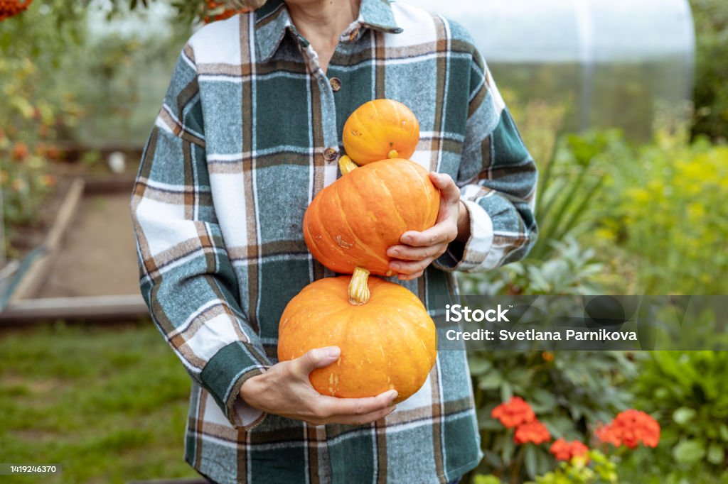 Farmer woman holding pumpkins. Fresh organic vegetables from the farm Pumpkin Stock Photo