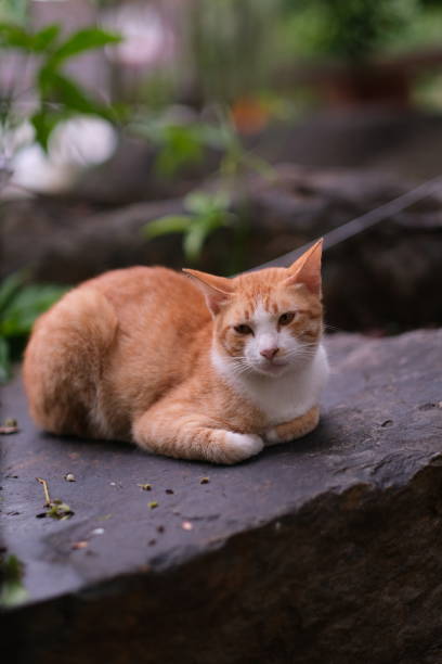 istock A house cat feels very comfortable during independent walk into the wilderness 1419246460