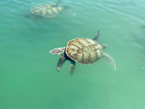 istock Cayman Island - Gerorge Town - Turtle 1419246659