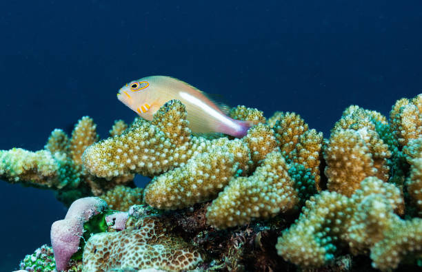 istock Reef fish on hard coral 1419247188
