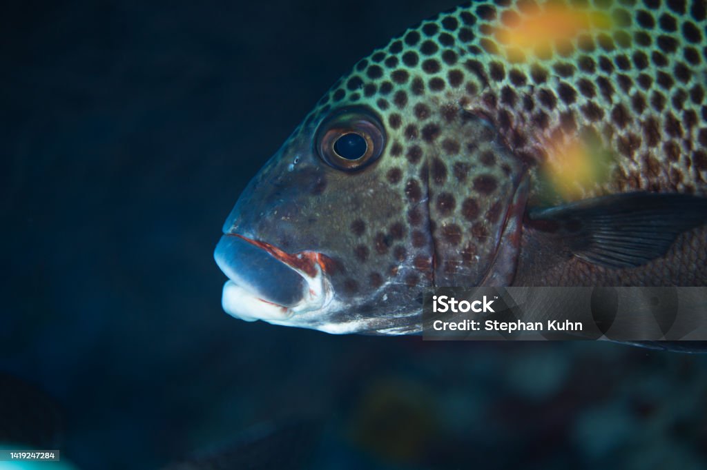 Fish head Filitheyo, Maldives on April 5, 2015: head of medium size reef fish Animal Stock Photo