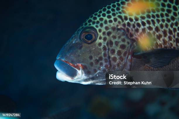 Fish Head Stock Photo - Download Image Now - Animal, Animal Body Part, Animal Head