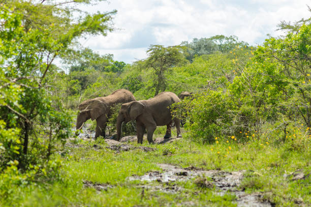 istock Big elephants walking in park in Africa 1419249709
