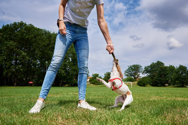 istock Owner walking dog at green field 1419250090