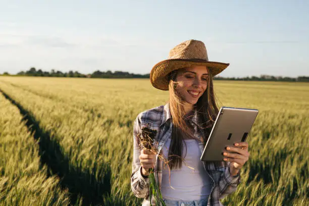 woman examining wheat plant outdoors in field