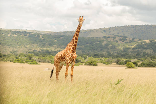 istock Giraffe standing on a field with dry grass 1419250665