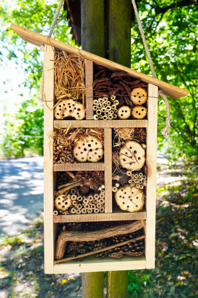 istock insect hotel. wooden insect house hanging from tree 1419251835