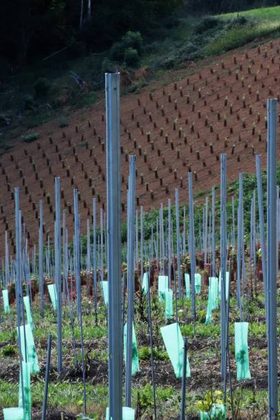 istock New plants and stakes on the hillside. 1419252518