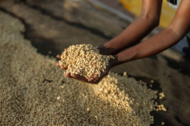 istock Worker holding coffee beans in hand at washing station at farm 1419252785