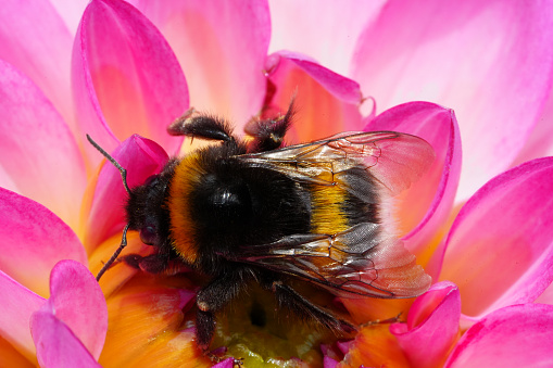 bumblebee in dahlia flower. Beautiful chrysanthemum close-up, rhythm and texture of delicate petals. macro photography