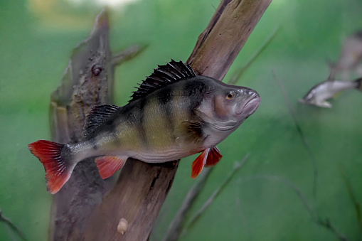 Freshwater fish perch (Perca fluviatilis) in the river. Underwater photography in the river at a rare moment. Asp in its natural habitat. Side view. Selective focus.