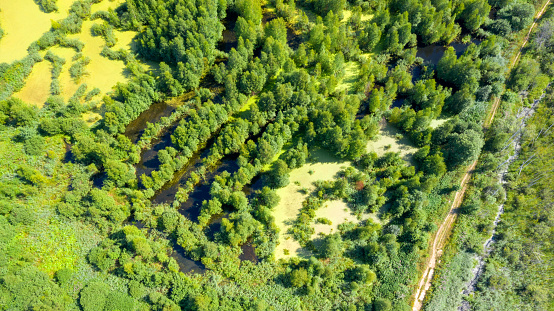Aerial view of a swamp in a woodland on a summer day
