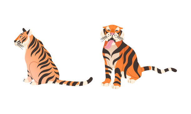 ilustrações, clipart, desenhos animados e ícones de tigre grande adulto com pele de laranja listrada como maior conjunto vetorial de espécies de gato vivo - seated tiger