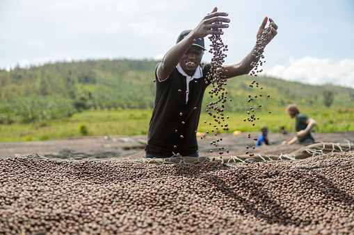 Smiling African American male worker tossing dried coffee beans with hands at farm outdoors