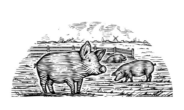 Village landscape with pigs eat grass in the pasture Hand drawn engraved picture of village landscape with pigs eat grass in the pasture. Scenic country view. Vintage rustic illustration sow pig stock illustrations