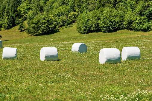 Group of hay bales packed with white plastic on a green sunny meadow, Julian Alps, Triglav National Park, Gorenjska (Upper Carniola), Slovenia, central Europe.