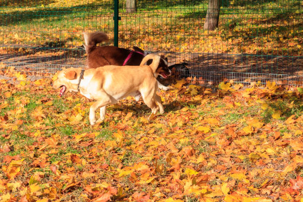 pastor australiano e labrador retriever brincando no parque de outono - 7603 - fotografias e filmes do acervo