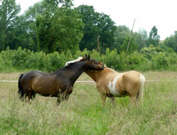 Young horses playing with each other on animal farm summertime