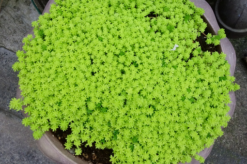 Cute little gardening green plants grown in pots