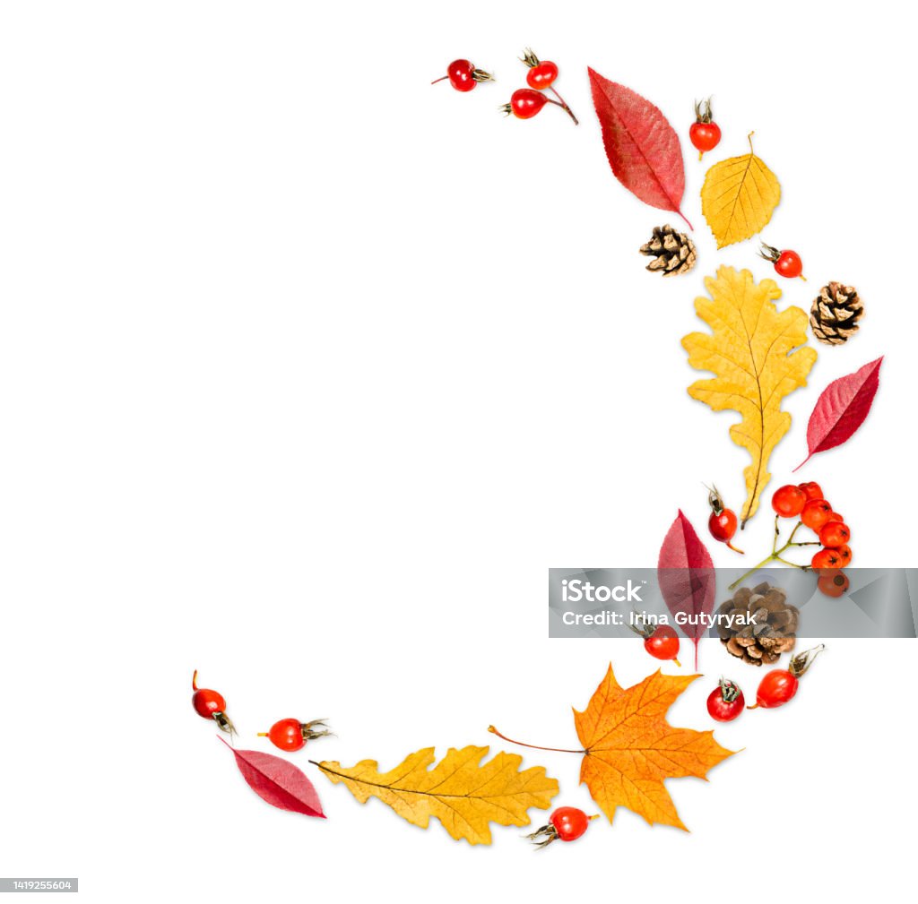 autumn composition on a white background composition in a semicircle laid out autumn leaves, cones and berries, on a white isolated background Autumn Leaf Color Stock Photo