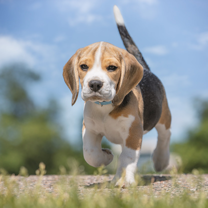 Man with his pet, beagle dog, outdoors in a park