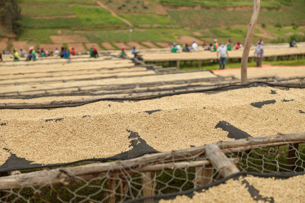istock Many workers standing near drying racks at coffee farm 1419255792