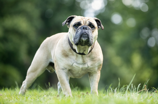 Barking Anatolian Shepherd Dog (Kangal breed)