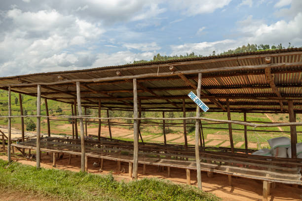 istock Pre-drying station at coffee farm in Africa 1419255837