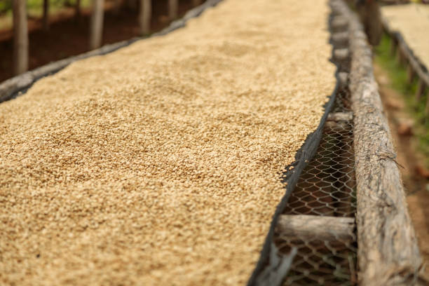 istock Dried coffee beans on wooden tables during drying 1419255860