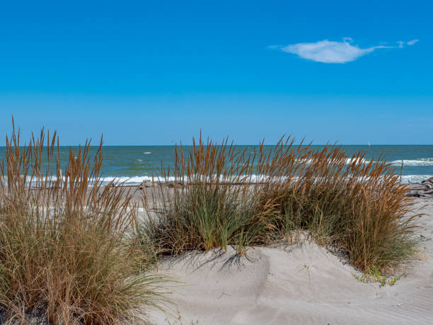 istock Dune landscape on a natural beach on the Mediterranean Sea 1419255893