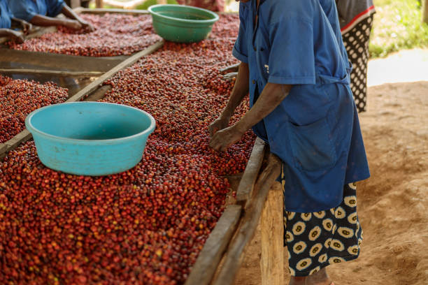 istock African American woman sorting coffee berries using a large bowl 1419256842
