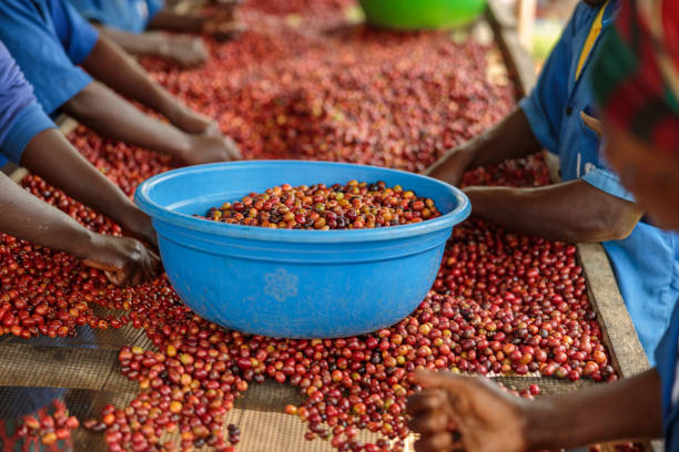 istock Many female workers working on the plantation and sorting coffee fruits 1419256923