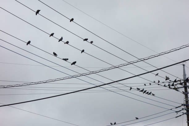 Free Stock Photo of Flock of Birds Perched on Power Lines | Download ...