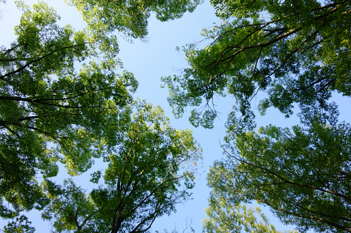 Look up, see the green leaves of the forest, the pattern of thickly growing branches