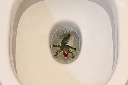 Childs plastic alligator in the bottom of a ceramic toilet