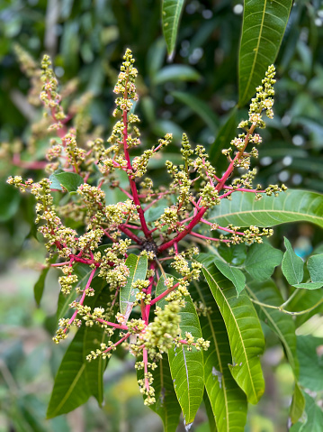 Vertical closeup photo of green leaves, red stalks and tiny flower buds and flowers growing on a Mango tree in an organic Community Garden near Byron Bay, subtropical north  coast of NSW in Spring. Soft focus background.