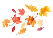 maple and oak autumn leaves