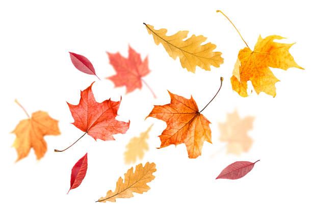 maple and oak autumn leaves levitation of maple and oak autumn leaves on a white isolated background autumn leaf color stock pictures, royalty-free photos & images