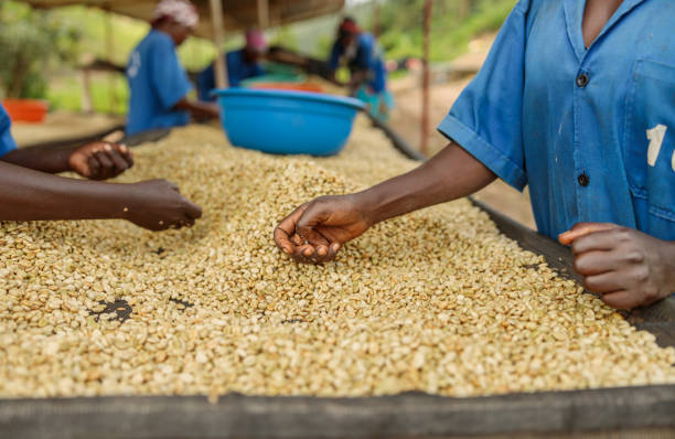 istock Female workers sorting coffee beans at the farm 1419257734