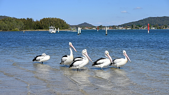 Six Australian pelicans resting on the edge of the water