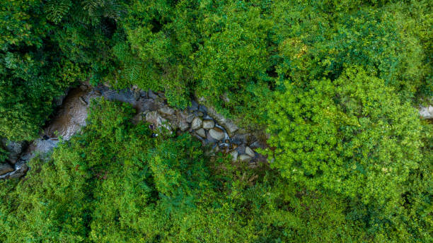 istock beautiful Tree and Leaf natural leaves and stream green forest in the  mountain concept back ground cover page environment ecology or nature wallpaper 1419258818