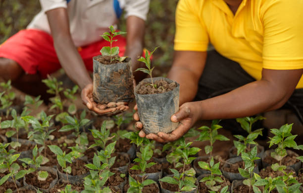 istock Workers showing coffee sprouts before landing on a plantation 1419258920