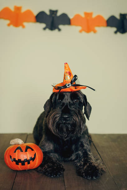 istock cute dog  decorated for Halloween with web,  pumpkins 1419260741