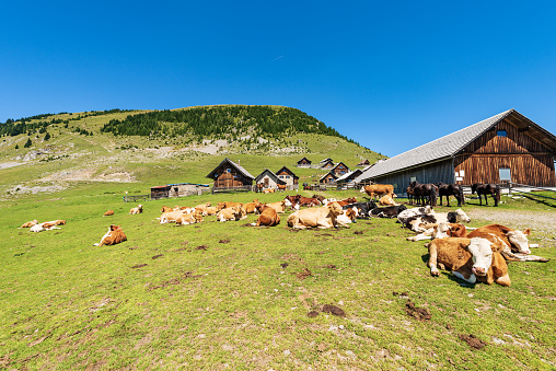 Herd of dairy cows and horses in a mountain pasture, Italy-Austria border, Feistritz an der Gail municipality, Osternig or Oisternig peak, Carinthia, Carnic Alps, Austria, central Europe.