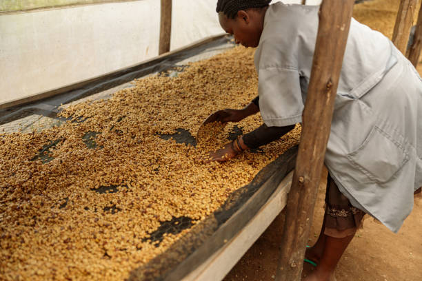 istock African American woman stirring coffee beans during honey process 1419264055