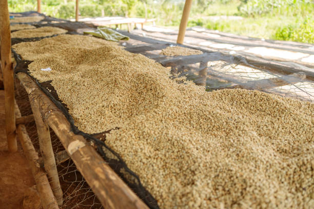istock Coffee natural drying process at washing station on coffee farm 1419265071