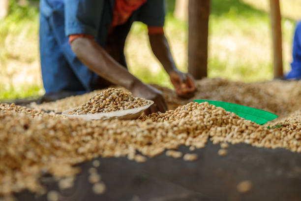 istock Male worker sorting coffee beans on coffee farm 1419265073